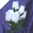 White Velvet Rose Buds - 1 bunch