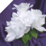 Velvet Open Roses - White
