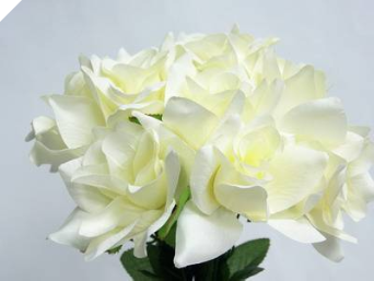 Velvet Bloom Roses - Cream 1-bunch