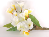 Frangipani Branch-White-12 flowers