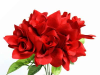 Velvet Bloom Roses - Red 1-bunch