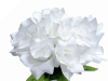 Velvet Bloom Roses - White 1-bunch