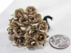Paper Roses - Champagne 144/pk