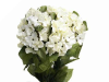 Cream Hydrangea Bush-7ct