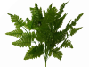 Leather Fern - 1 bush