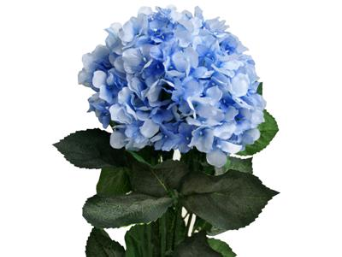 Light Blue Hydrangea Bush-7ct Light Blue Hydrangea Bush-7ct